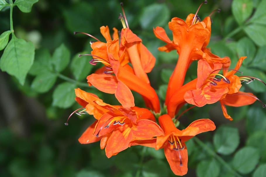 flower, plant, spring, flowering plant, petal, orange color HD wallpaper