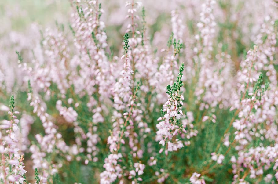 Heather, nature, flower, plant, flower Head, springtime, summer HD wallpaper