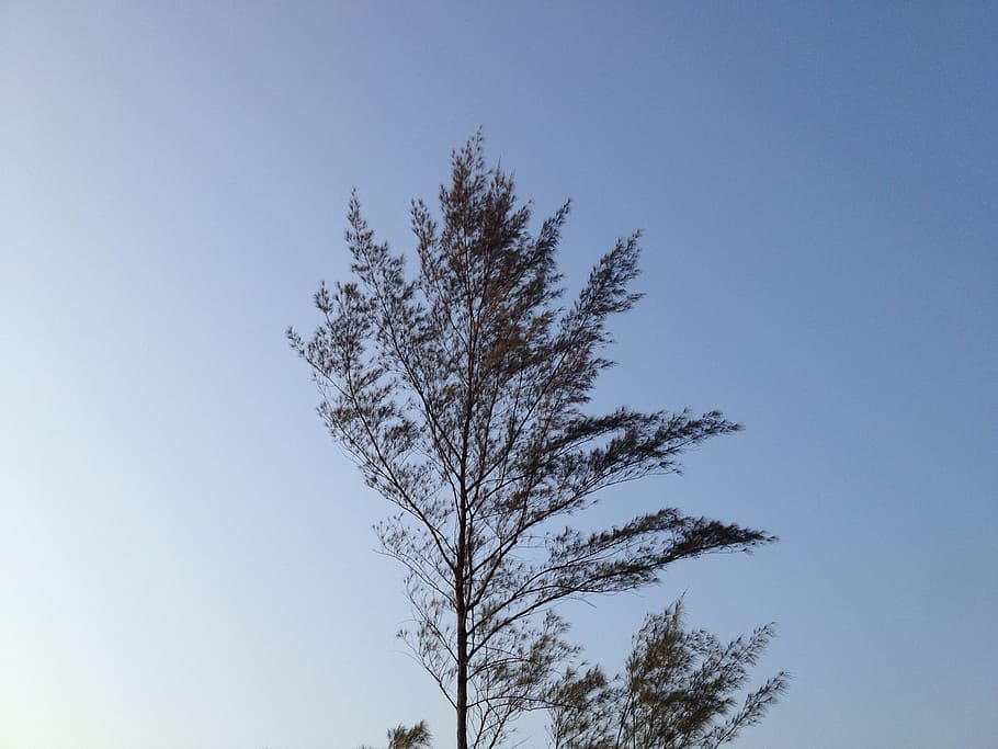 Tree, Wind, Branches, nature, sky, blue, outdoors, forest, clear sky HD wallpaper