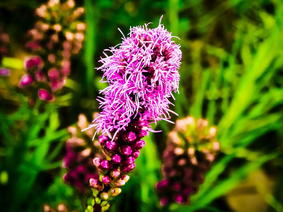 gayfeather, liatris, north american flower, bloom from top down, HD wallpaper