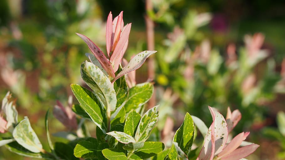 willow, foliage, spring, tree, nature, plant, sprig, plant part HD wallpaper