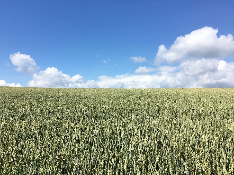 Field, Clouds, Landscape, sky, summer, cereals, fields, summer sky HD wallpaper