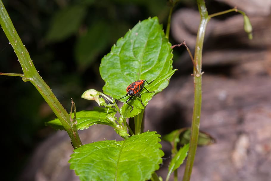 bug, insect, nature, macro, animal wildlife, animal themes HD wallpaper
