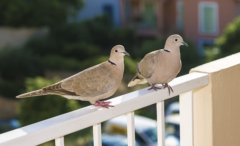 dove, bird, quiet, vertebrate, animal wildlife, dove - bird HD wallpaper