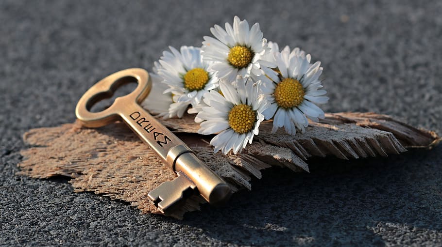 brown dream skeleton key beside four white Daisy flowers, heart