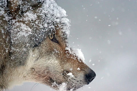 close-up of a wolf's face covered in snow, predator, eurasian wolf HD wallpaper