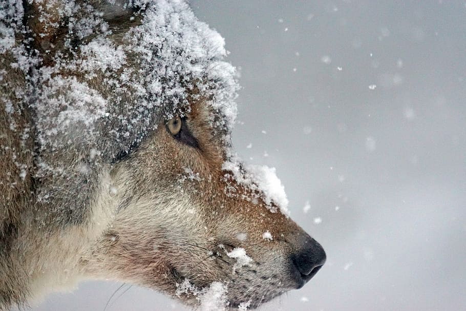 close-up of a wolf's face covered in snow, predator, eurasian wolf