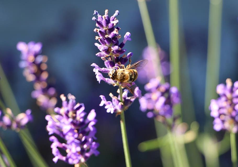 bee, nectar, lavender, blooming lavender, lavender fragrance HD wallpaper