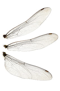 three insect wings, bug, close-up, dragonfly, fragile, isolated HD wallpaper