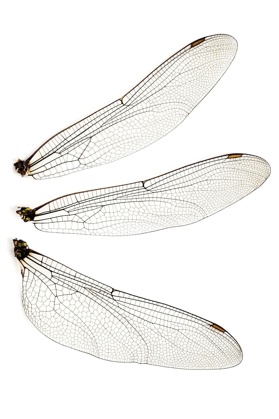 three insect wings, bug, close-up, dragonfly, fragile, isolated HD wallpaper