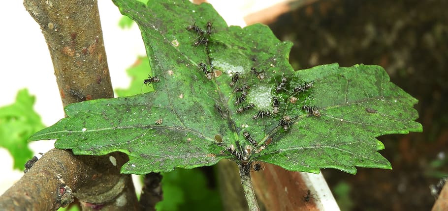 nature insects, ants, leaf, plant, green color, close-up, plant part HD wallpaper