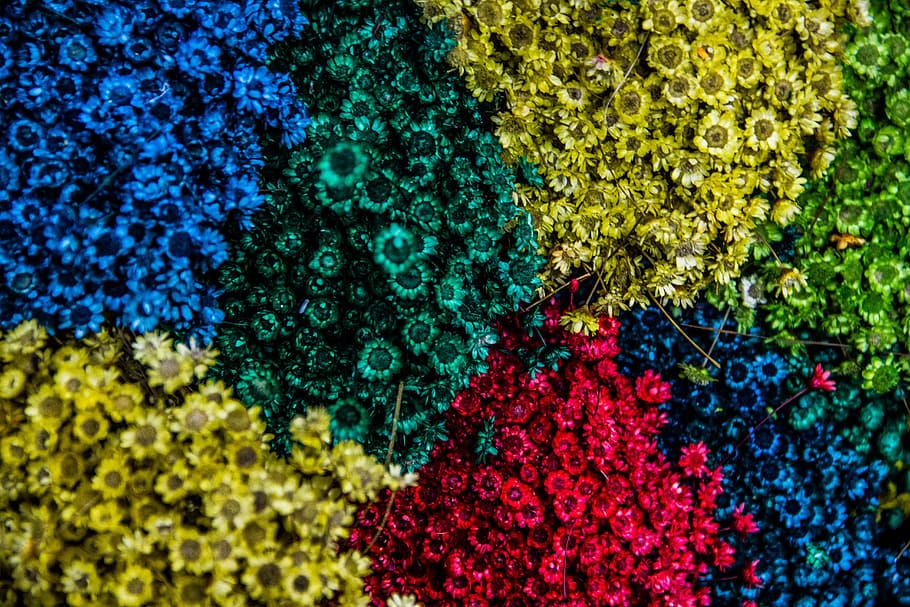 aerial shot of assorted-color blooming flowers, assorted-color flowers HD wallpaper