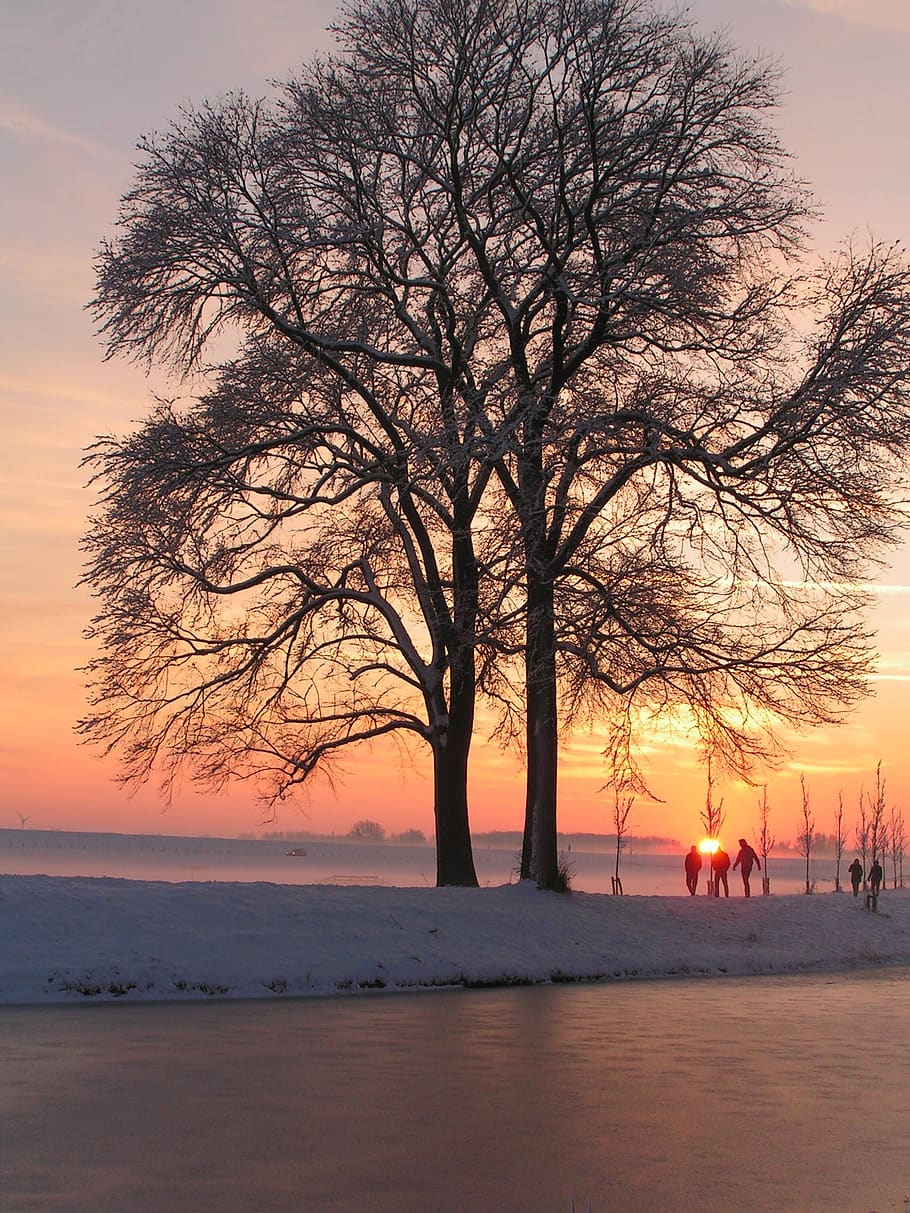 winter, snow, trees, ice, sunset, sky, water, beauty in nature HD wallpaper