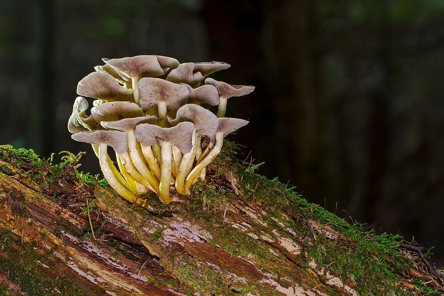 brown mushrooms on brown log selective-focus photography, nameko HD wallpaper