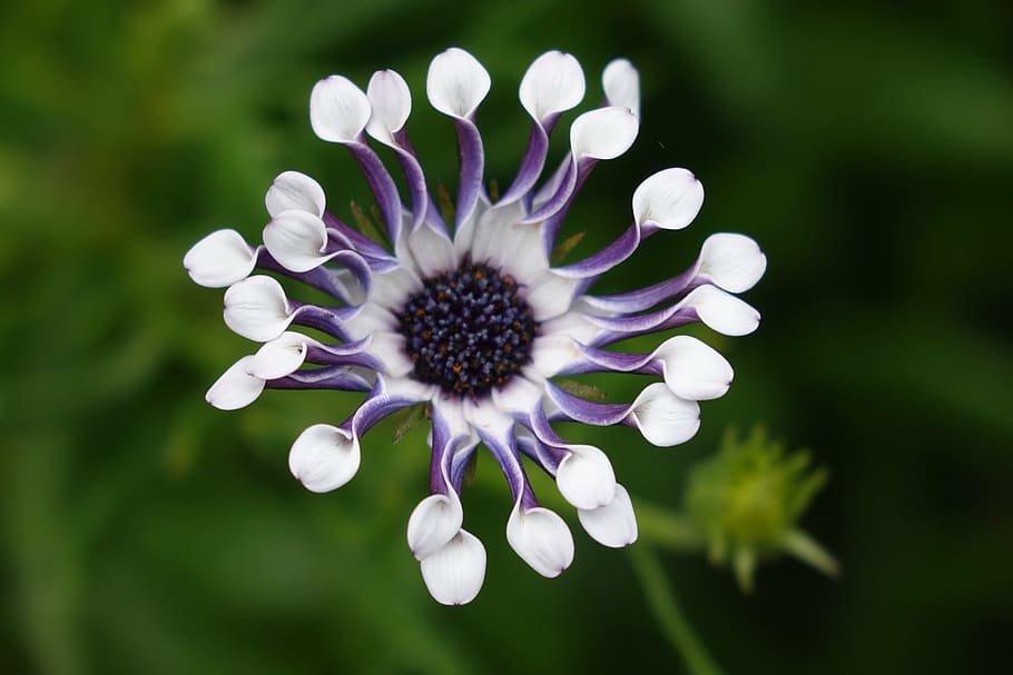 botany, flowers, nature, plant, summer, close-up, petal, daisy HD wallpaper