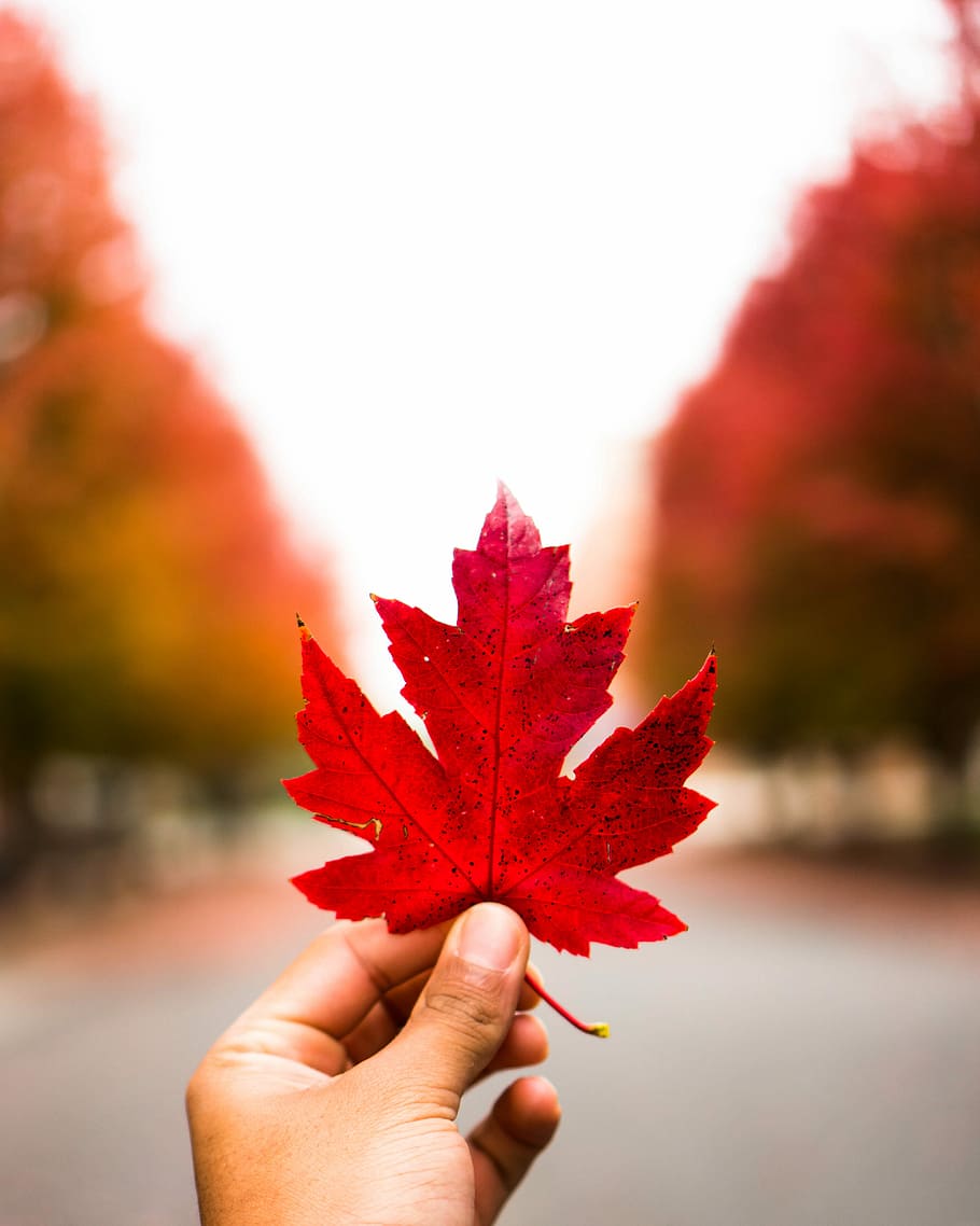 person holding red maple leaf, hand, autumn, human hand, human body part HD wallpaper