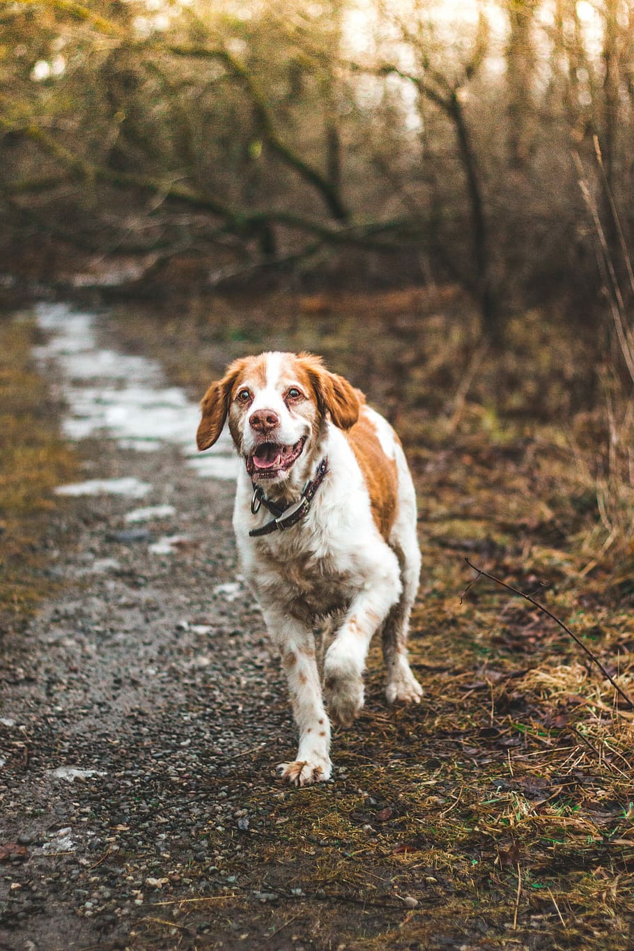 short-coated tan and white dog, galloping dog on pavement between trees HD wallpaper