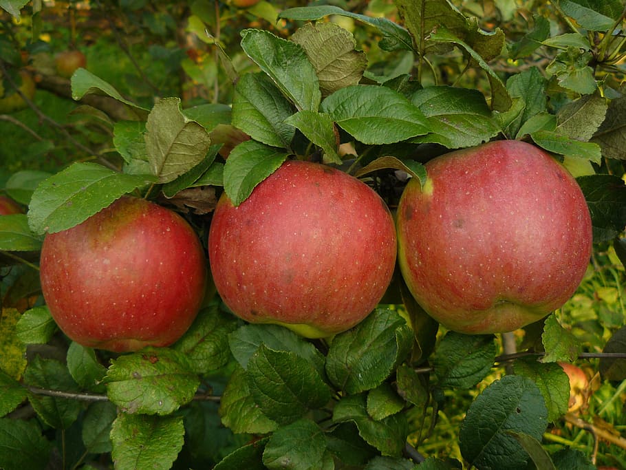 autumn, apple, three, apple tree, red, round, food, food and drink HD wallpaper