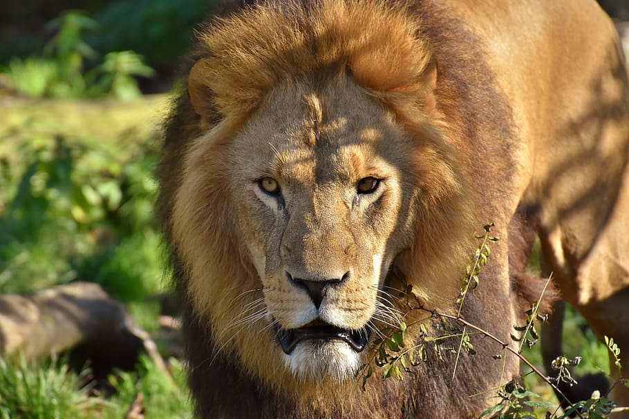 shallow focus photography of lion, predator, dangerous, mane HD wallpaper