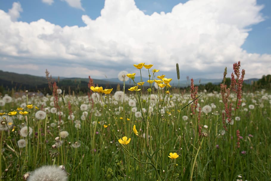 field, meadow, flowers, cloud, green, nature, plant, meadow flower HD wallpaper