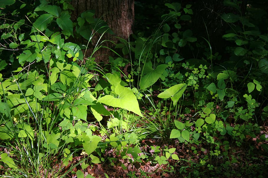 weeds, plants, forest floor, moss, green, nature, grass, spring HD wallpaper