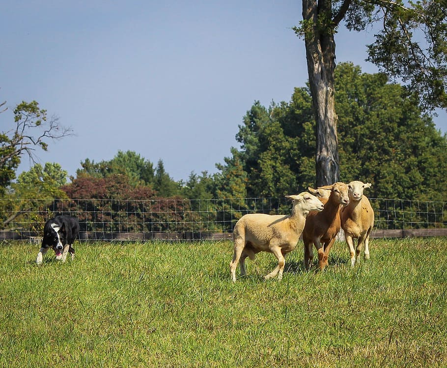 three brown goats on grass field with black and white dog under blue sky HD wallpaper
