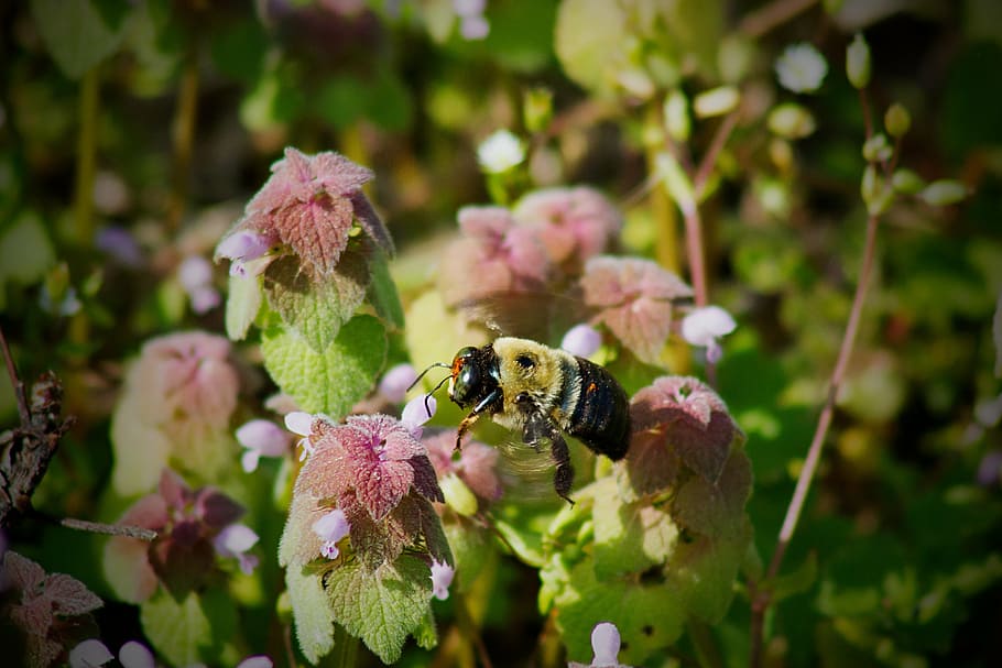 bumble bee, bees, pollen, flowers, flight, garden, springtime, HD wallpaper