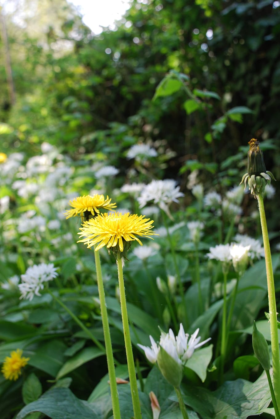 dandelion, nature, hedgerow, flowering plant, fragility, vulnerability HD wallpaper