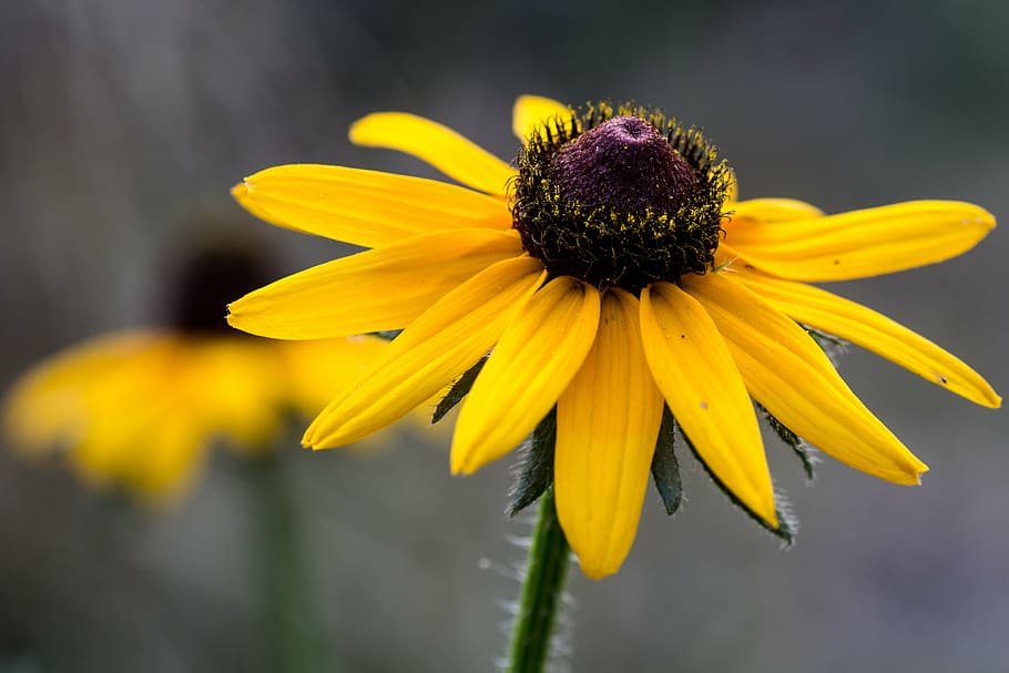flower, sun hat, macro, yellow, flowering plant, freshness HD wallpaper