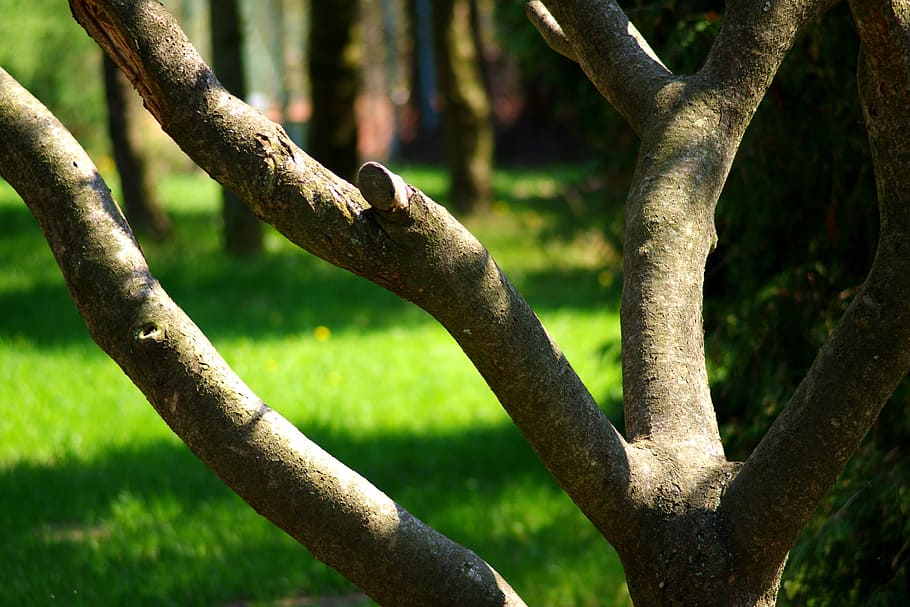 tree, grass, green, landscape, nature, vegetation, plant, tree trunk HD wallpaper