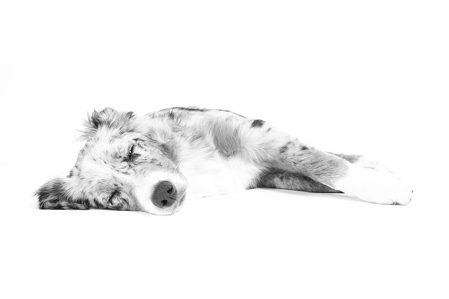 Australian shepherd puppy drawing, dog, lying, sleep, relax HD wallpaper