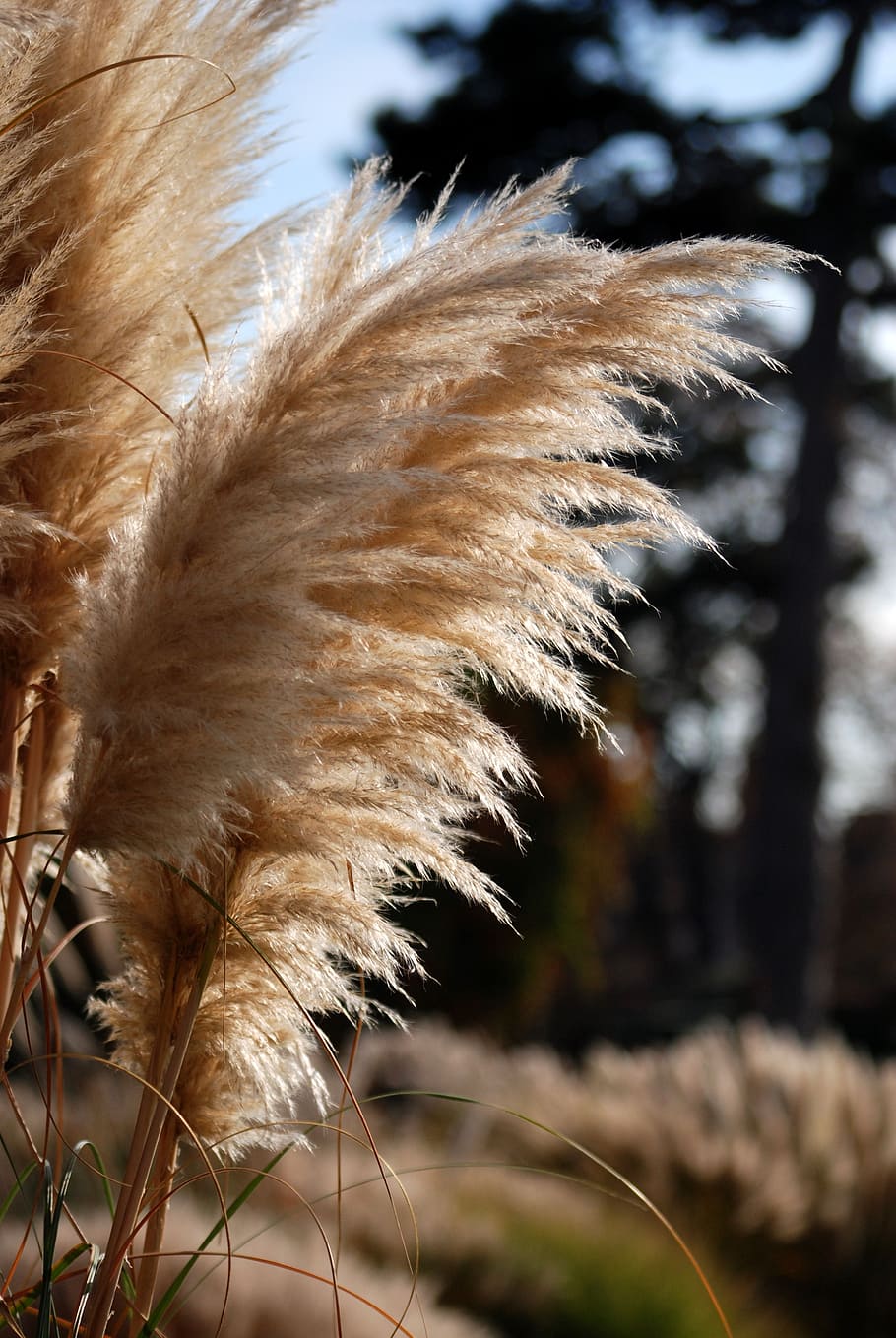 550 Pampas Grass Pictures  Download Free Images on Unsplash