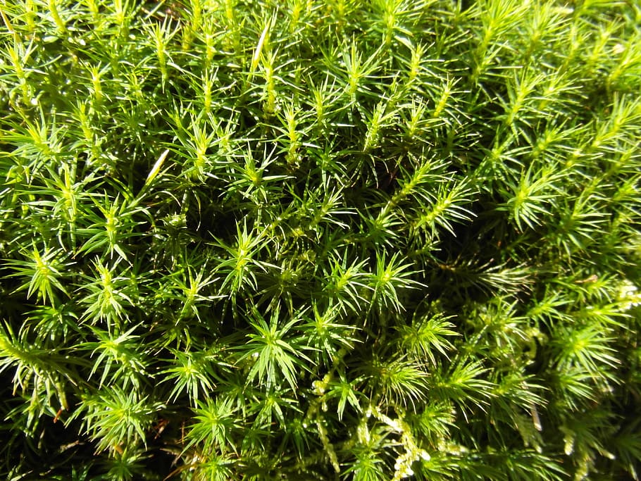Moss, Green, Green, Spring, Fern, Plant, Nature, forest, green Color HD wallpaper