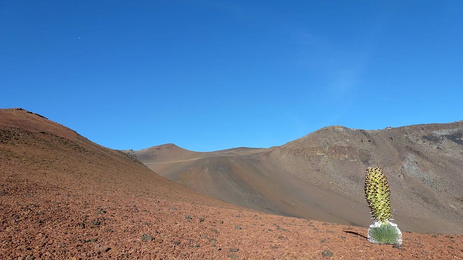 Silver Thistle, Maui, Volcano, nature, blue, desert, arid climate HD wallpaper