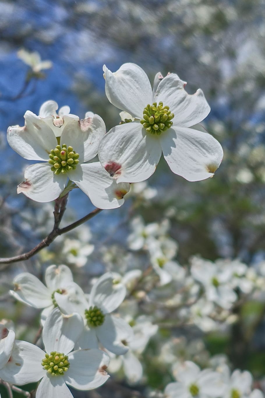 Dogwood Blossoms  enchanting wall mural  Photowall