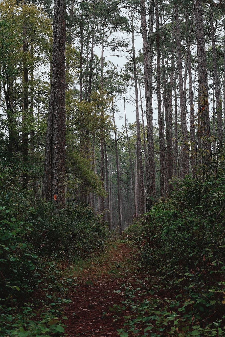 woods, forest, green, trees, travel, adventure, plant, land HD wallpaper