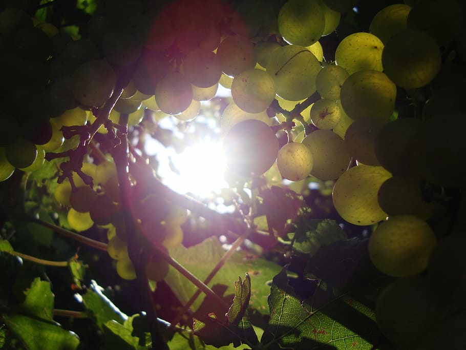 sun, grapes, vine, healthy eating, tree, growth, plant, fruit HD wallpaper