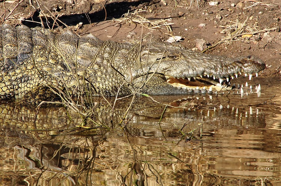Crocodile, Lizard, Reptile, River, Tooth, dangerous, risk, africa HD wallpaper