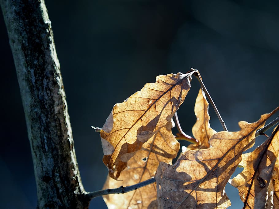 leaves, fall foliage, back light, leaf, autumn, tree, brown HD wallpaper