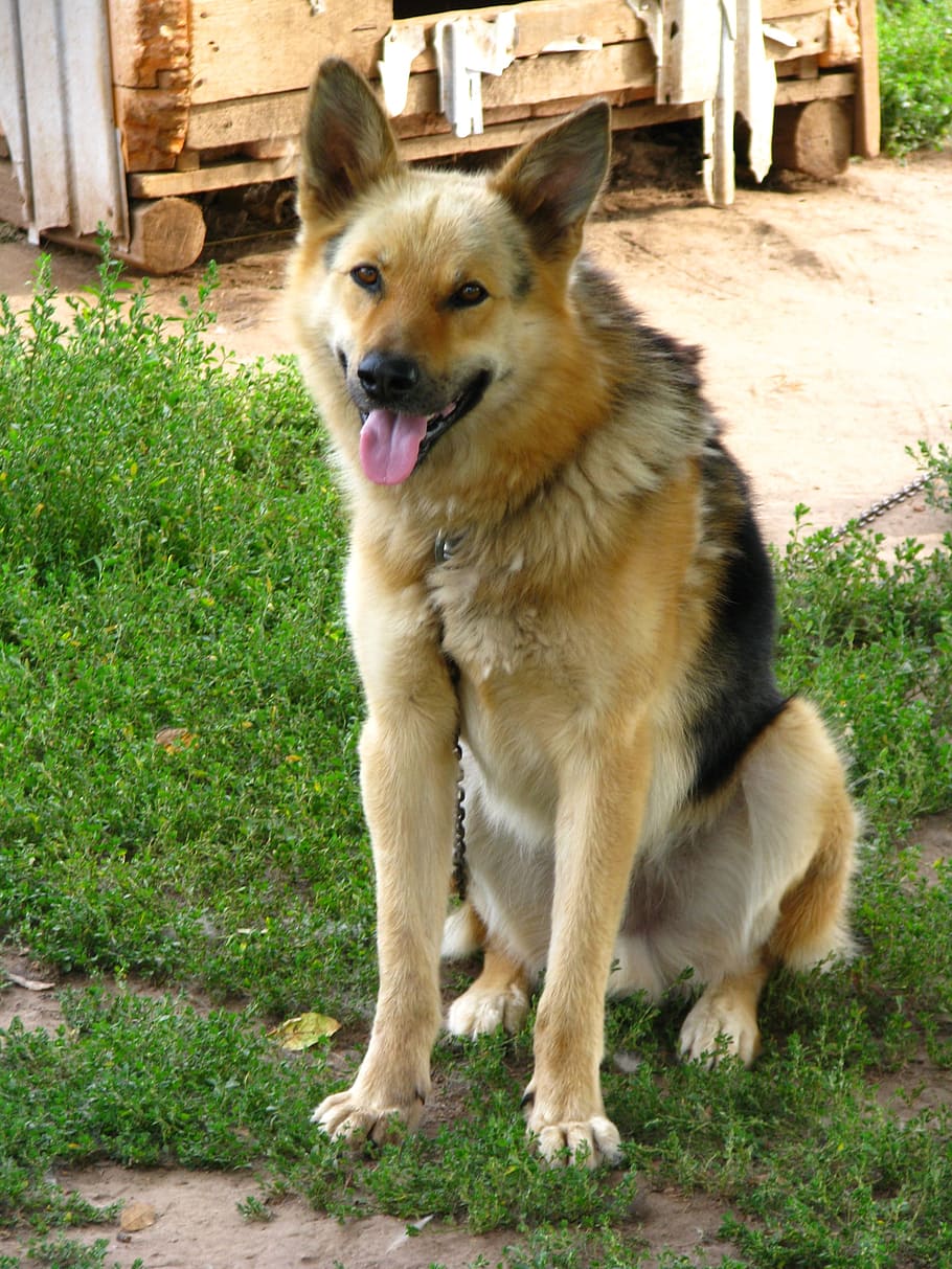 dog, security, animals, view, dogs, each, pets, the dog's eyes HD wallpaper