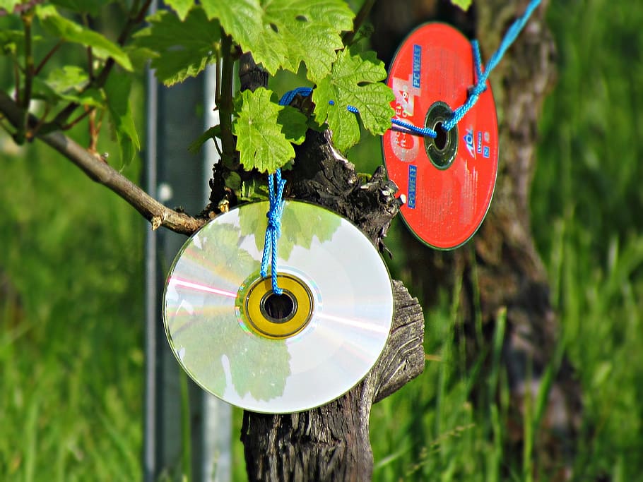 motherboard, cd, reflection, cd rom, plant, tree, focus on foreground HD wallpaper