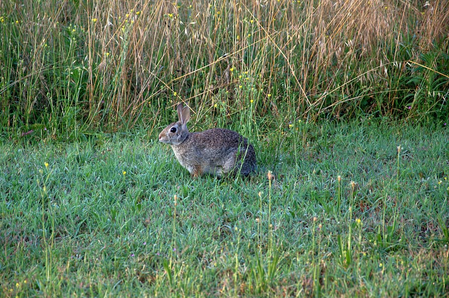 hare, nature, wild, grass, animal, plant, animal themes, one animal HD wallpaper