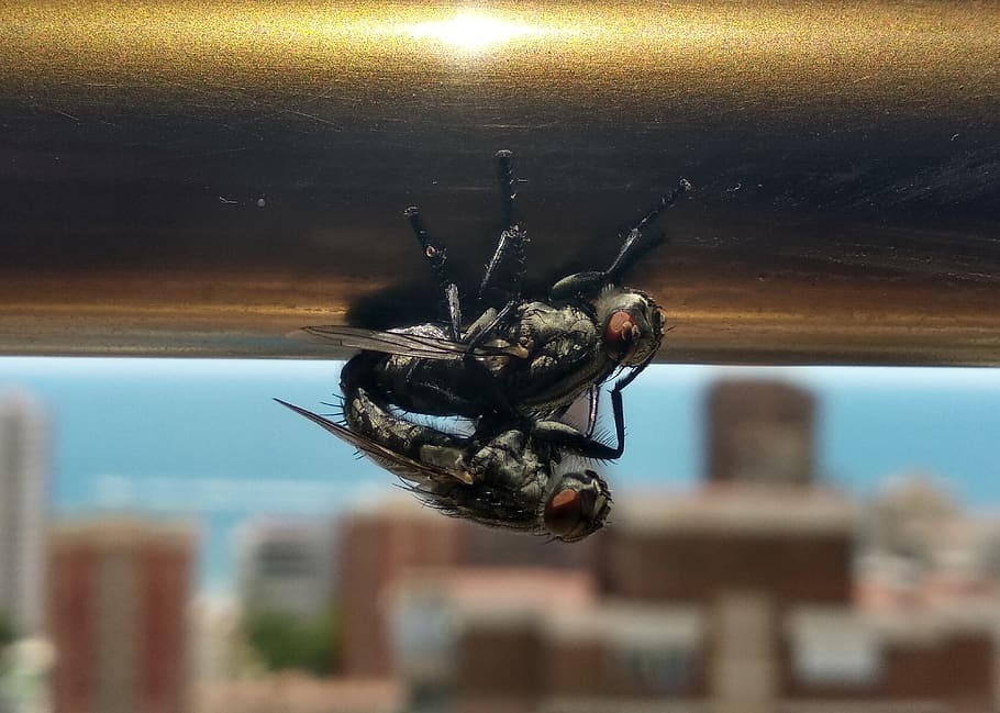 flies, mate, views, animals, window, invertebrate, animal themes HD wallpaper
