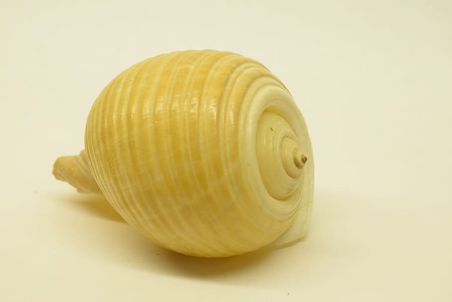 Shell, Close, Spiral, Infinite, animal Shell, close-up, single Object HD wallpaper