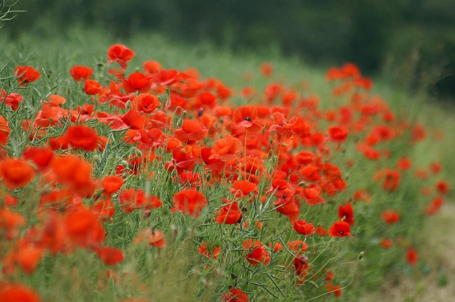 red flowers during daytime, poppy, brightly colored, spring HD wallpaper