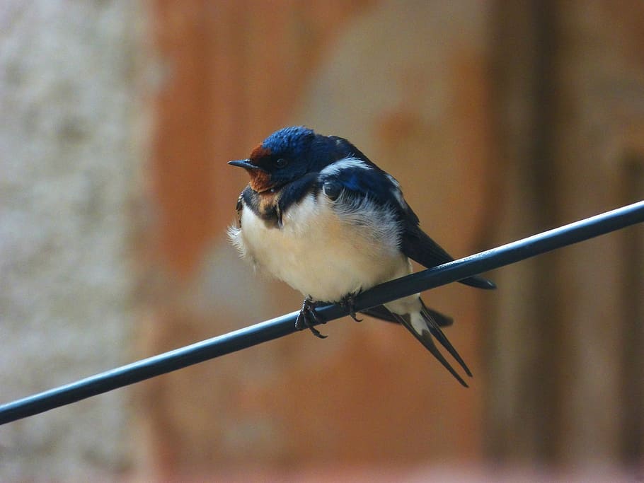 swallow, oreneta, cable, hirundo rustica, vertebrate, animal themes HD wallpaper