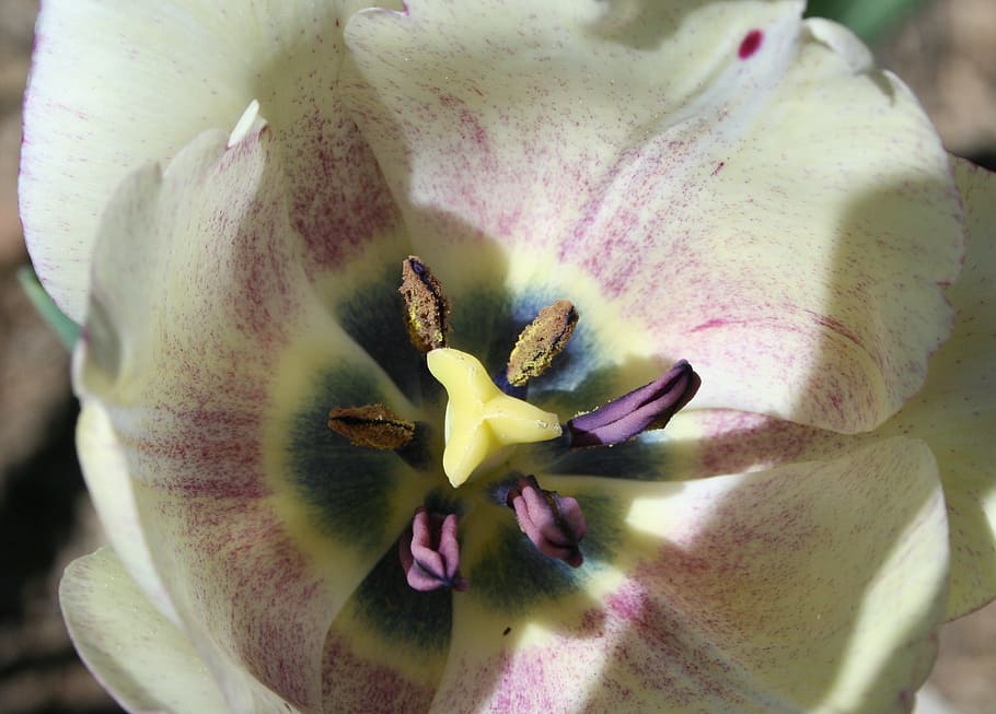 macro shot photography of yellow and purple tulip in bloom HD wallpaper