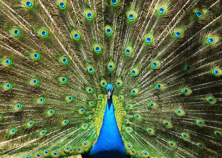 peacock, birds, tail, model, peacock feather, animal themes HD wallpaper