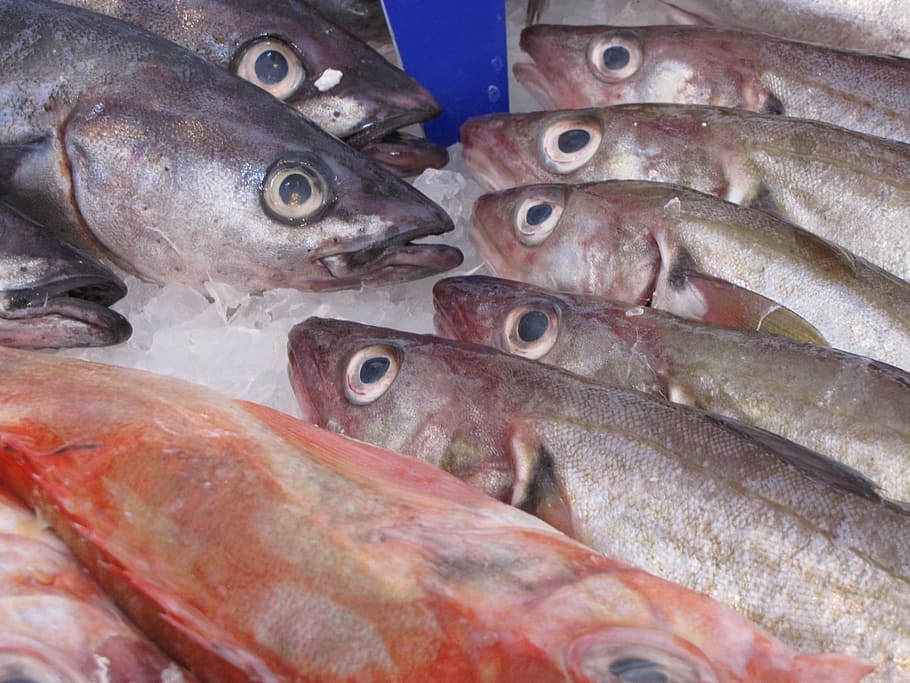 raw gray and red fish on ice, herring, smoked, animal, fresh