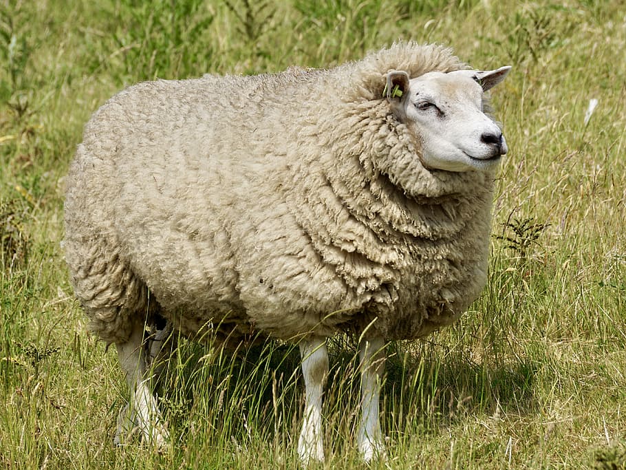 Sheep, Wool, Grass, Chill Out, concerns, rest, dike, meadow HD wallpaper